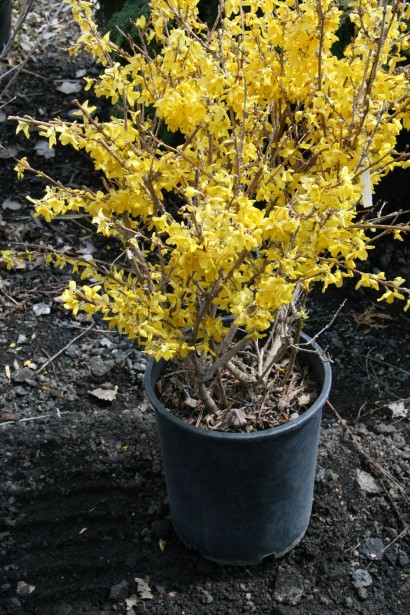 Як цвіте Форзиція Кумсон